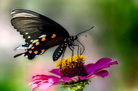 Artistic Rendering Black Swallowtail Butterfly Feeding on Pink Zinnia