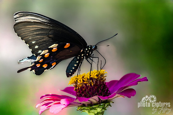 Artistic Rendering Black Swallowtail Butterfly Feeding on Pink Zinnia