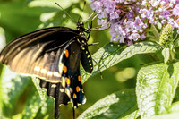 Swallowtail Butterfly Feeding on Butterfly Bush