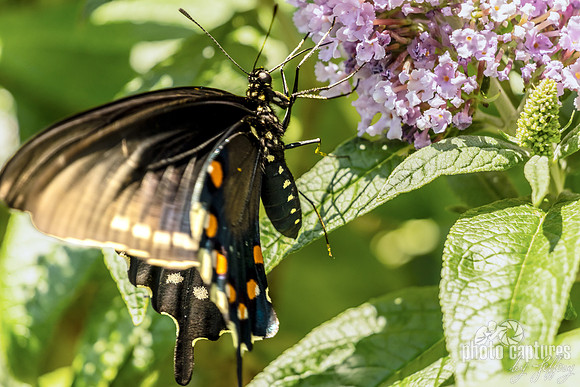 Swallowtail Butterfly Feeding on Butterfly Bush