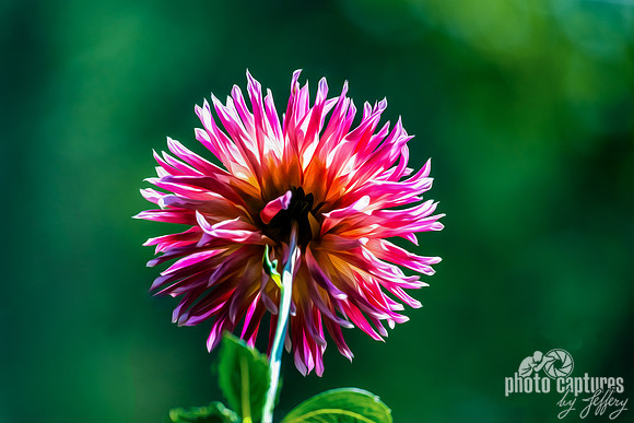 Artistic Pink Dahlia Rendering