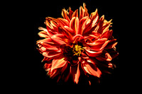 Radiant Orange Dahlia in Darkness