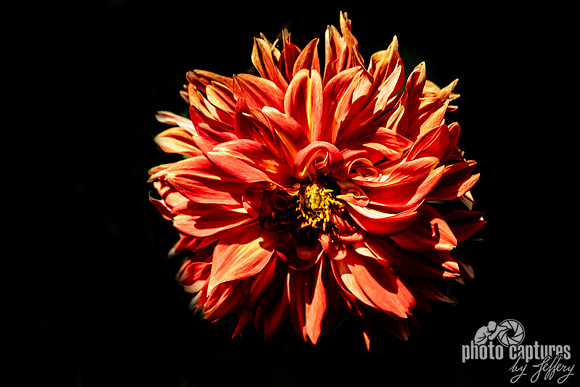 Radiant Orange Dahlia in Darkness