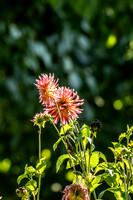 Sunlit Pink and Peach Dahlia Cluster