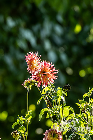 Sunlit Pink and Peach Dahlia Cluster