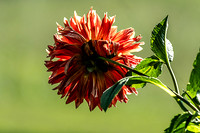 Backlit Dahlia Blossom