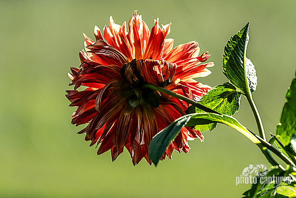 Backlit Dahlia Blossom