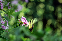Yellow and Black Eastern Tiger Swallowtail