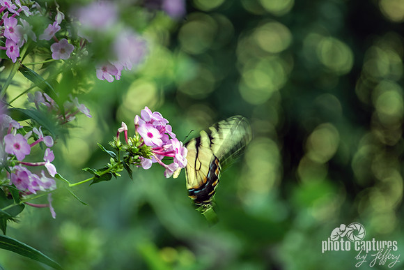 Yellow and Black Eastern Tiger Swallowtail