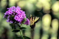 Tiger Swallowtail on Purple Phlox Southern Middle TN