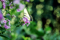 Wings In Motion Yellow and Black Eastern Tiger Swallowtail
