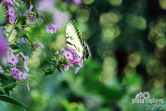Wings In Motion Yellow and Black Eastern Tiger Swallowtail