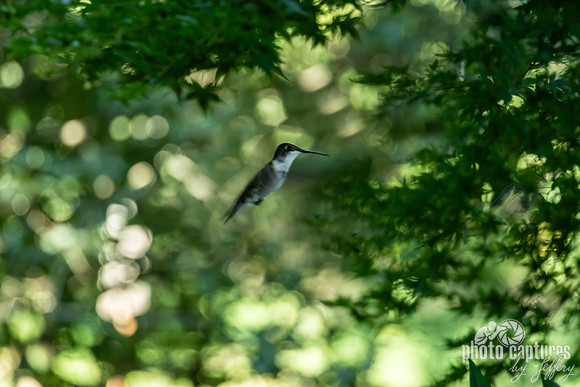 Hummingbird in the Green Canopy