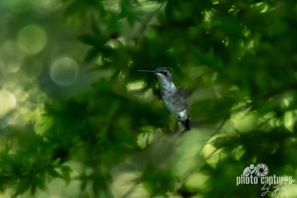 Hummingbird Facing Left in the Green Canopy