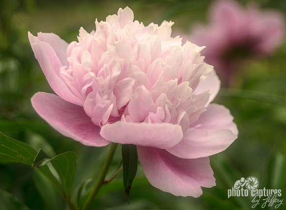 Pink Peony Soft Light