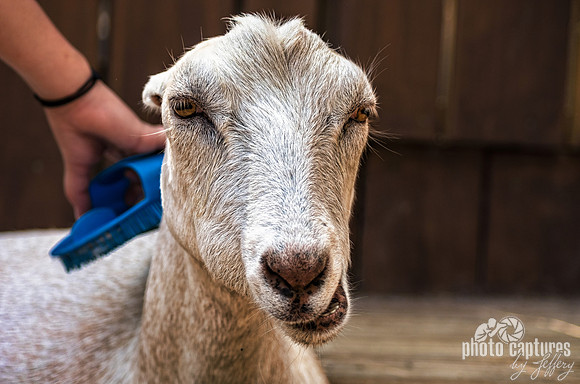 Nubian Goat Smiling With Pleasure