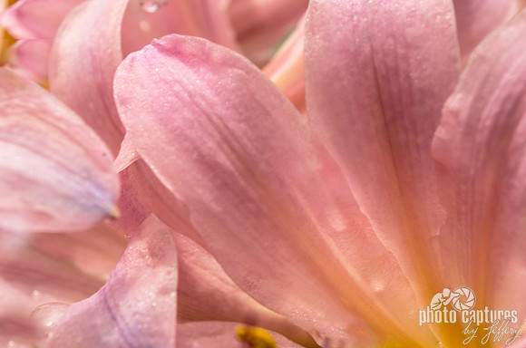 Magic Lilies