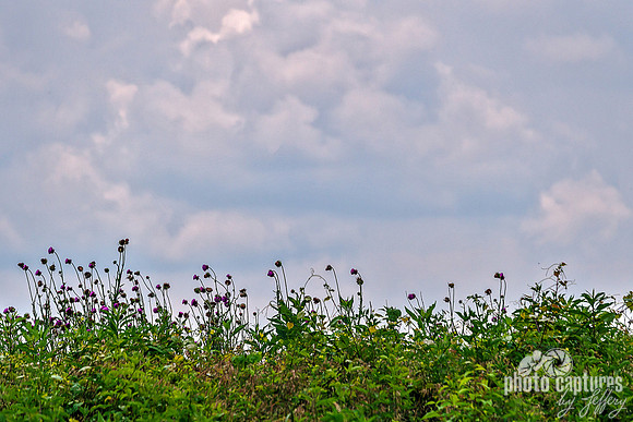 Bells Bend Park Milk Thistles