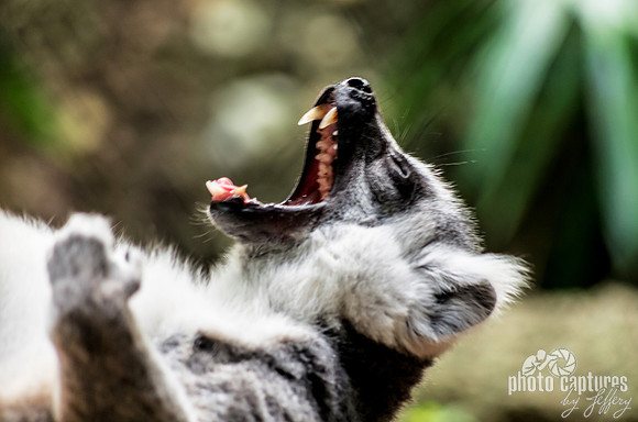Ring-tailed Lemur Having Orgasmic Yawn