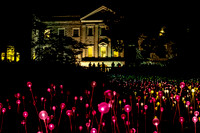 Bruce Munro Light Exhibit at Cheekwood Belle Meade TN