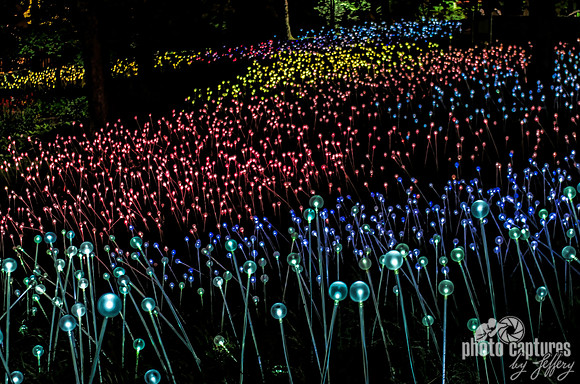 Bruce Munro Field Of Lights Blue Yellow Purple
