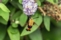 Humming About Hummingbird Moth West Nashville Garden