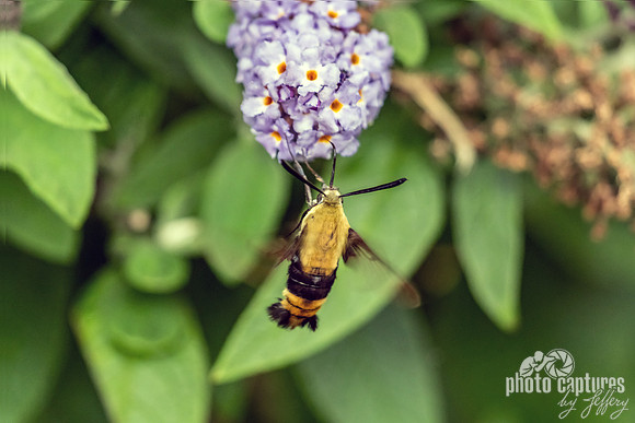 Humming About Hummingbird Moth West Nashville Garden