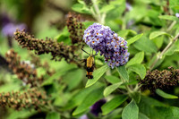 Hummingbird Clearwing Moth