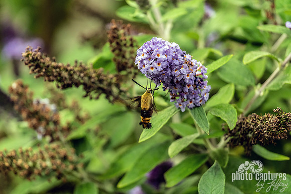 Hummingbird Clearwing Moth