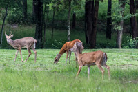 Wildlife Mammals