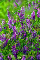 Hairy Vetch Vicia villosa Portrait
