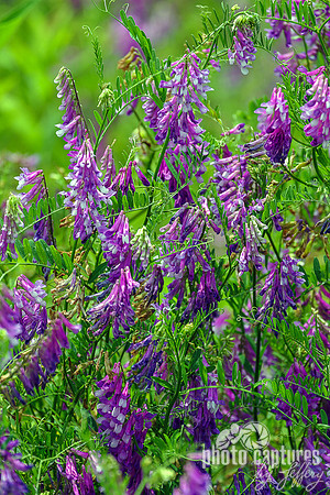 Hairy Vetch Vicia villosa Portrait