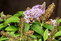 Butterfly Bush and Hummingbird Moth