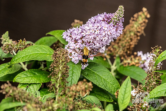 Butterfly Bush and Hummingbird Moth