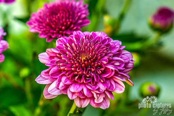 vibrant pink chrysanthemum flower