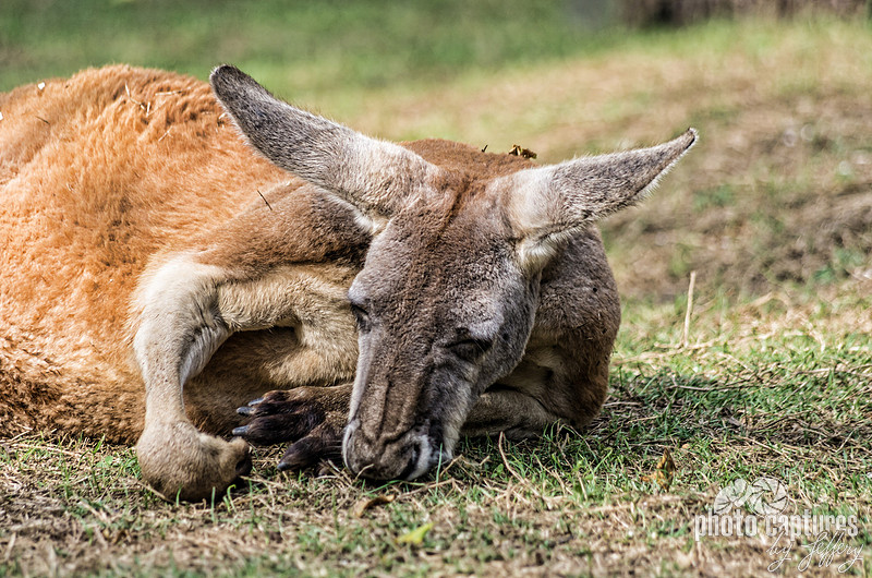 Red Roo Aussie Photo Captures by Jeffery | Wallabies and Red Kangaroos | Red Roo ...