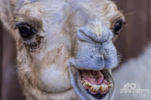 Dromedary Camel Hermes