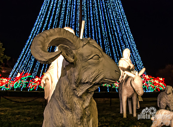 Billy Goat Part Of Nativity Scene Country Christmas Nashville TN