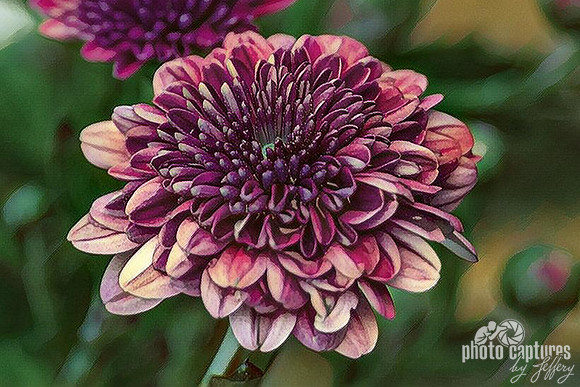 Artistic Rendering of vibrant pink chrysanthemum flower