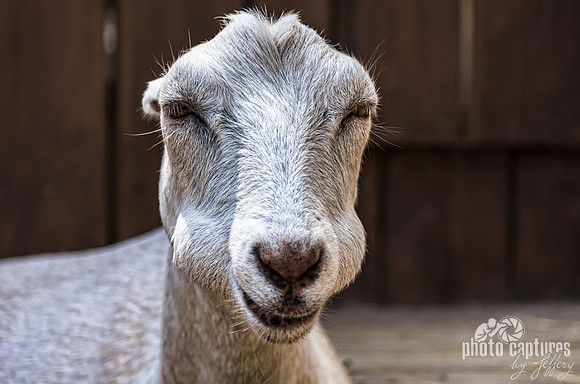 Nubian Goat Puffy Cheeks