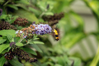 Hummingbird Moth Side Tip of Butterfly Bush