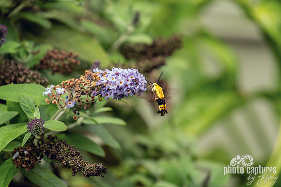 Hummingbird Moth Side Tip of Butterfly Bush