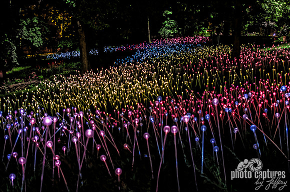 Bruce Munro Field Of Lights Pink Yellow Blue