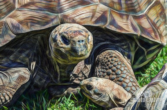 Galápagos Tortoise Fractilous Rendering