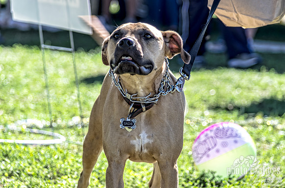 Dog Smiling For The Camera Made In Nashville