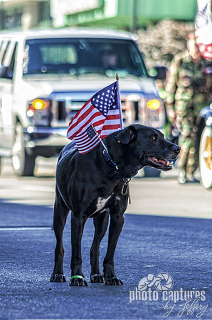 Patriotic Dog At Veterans Day Parade Nashville TN