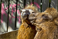 Camels,  Alpacas, Two-Toed Sloths, Binturong Bearcat