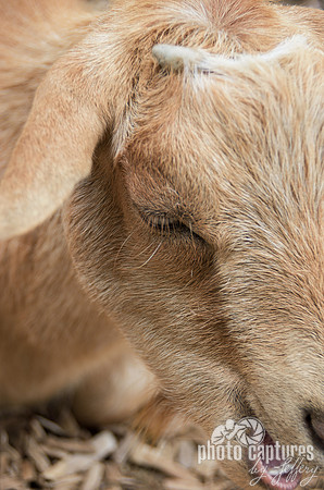 Blond Nubian Goat