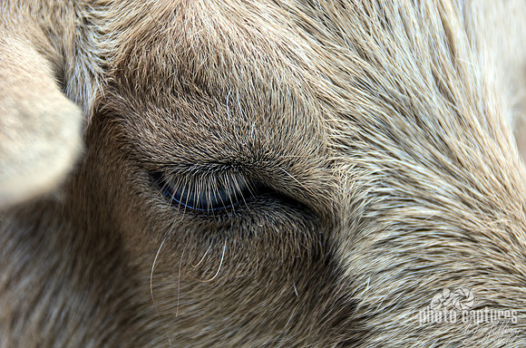 Fur of softness Nubian Goat
