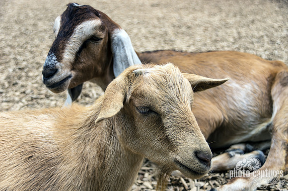 Two Nubian Goats Resting